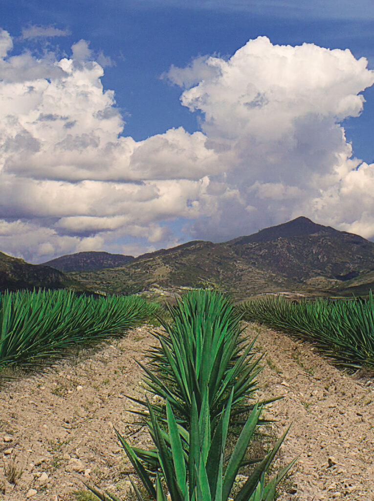AGAVES5 (1)